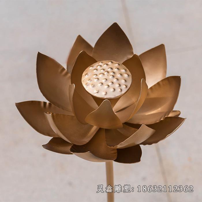 荷花直径20cm_5